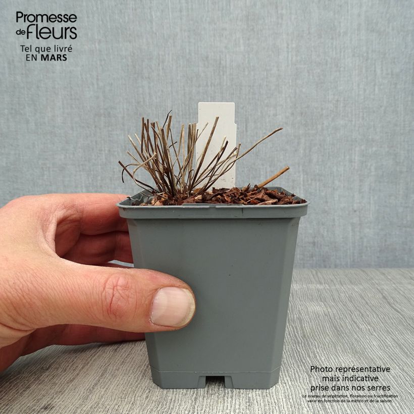 Exemplaar van Geranium clarkei Kashmir White - Ooievaarsbek Kweekpotje van 8/9 cm zoals geleverd in de lente