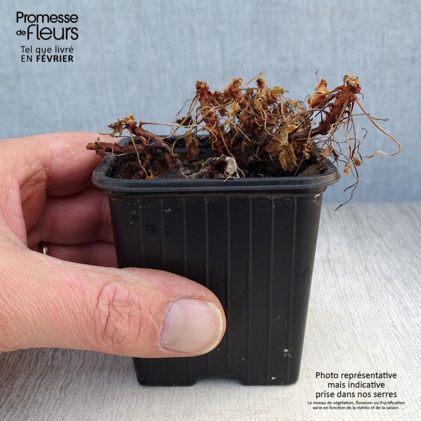 Exemplaar van Geranium dalmaticum Bressingham Pink - Ooievaarsbek Kweekpotje van 8/9 cm zoals geleverd in de winter