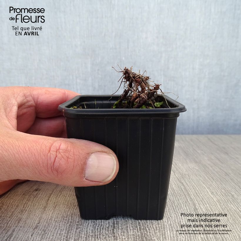 Exemplaar van Geranium dalmaticum Bressingham Pink - Ooievaarsbek Kweekpotje van 8/9 cm zoals geleverd in de lente