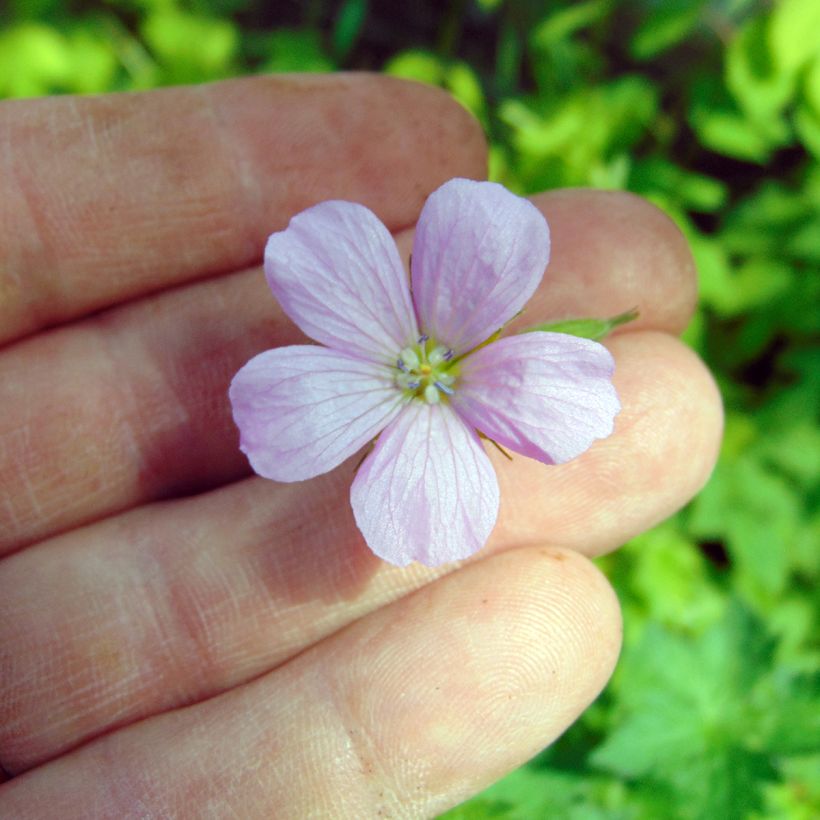 Geranium endressii - Ooievaarsbek (Bloei)
