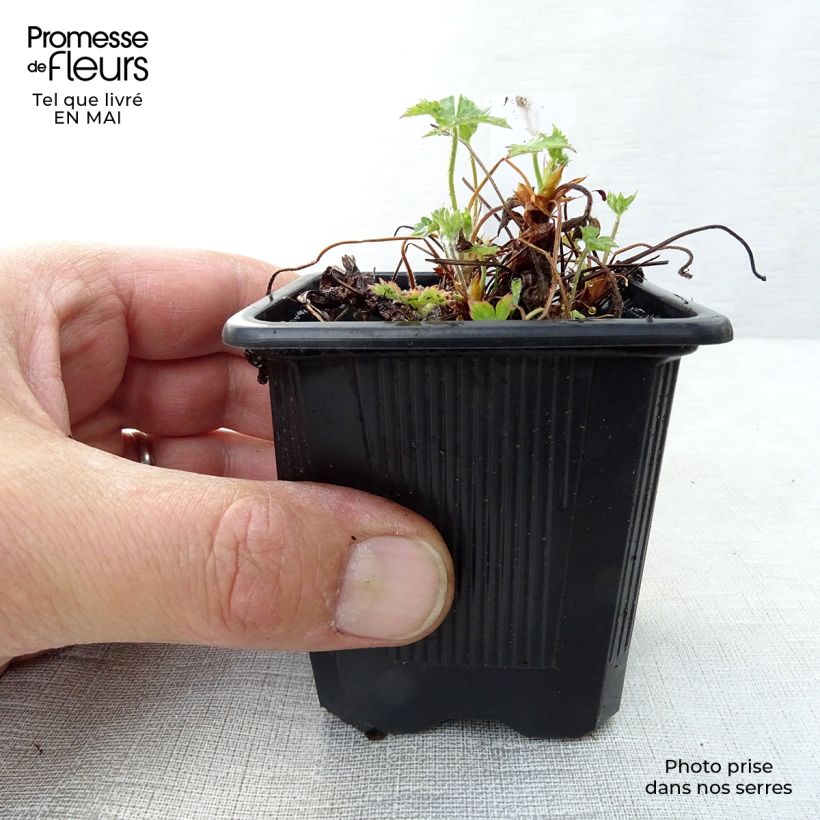 Exemplaar van Geranium endressii - Ooievaarsbek Kweekpotje van 8/9 cm zoals geleverd in de lente