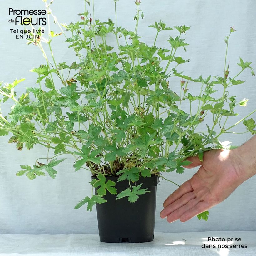 Exemplaar van Geranium endressii - Ooievaarsbek Pot van 2 l/3 l zoals geleverd in de zomer