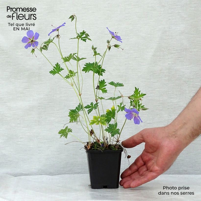 Example of Geranium himalayense - Ooievaarsbek Kweekpotje van 8/9 cm as you get in printemps
