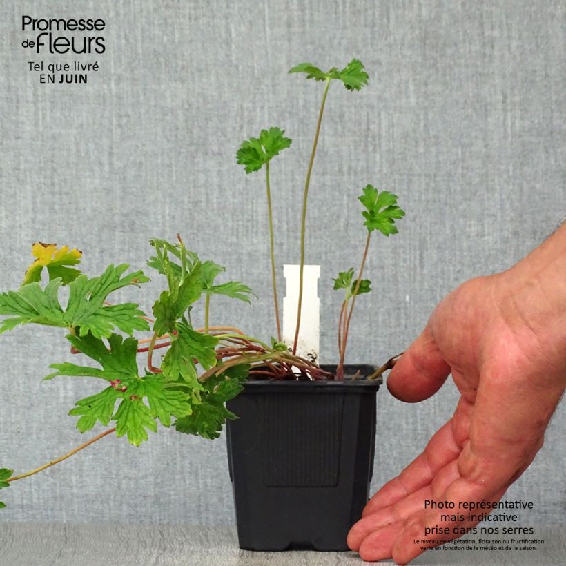 Exemplaar van Geranium himalayense Plenum - Ooievaarsbek Kweekpotje van 8/9 cm zoals geleverd in de zomer