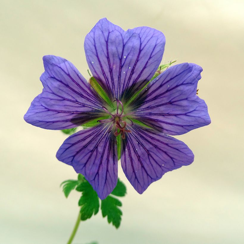 Geranium ibericum - Ooievaarsbek (Bloei)