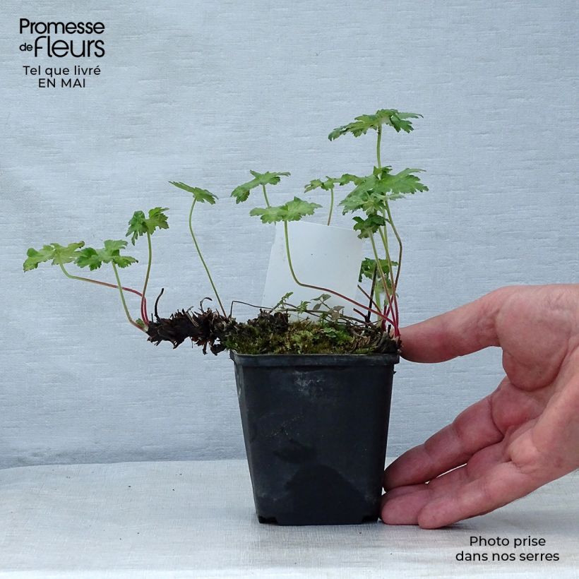 Exemplaar van Geranium ibericum - Ooievaarsbek Kweekpotje van 8/9 cm zoals geleverd in de lente