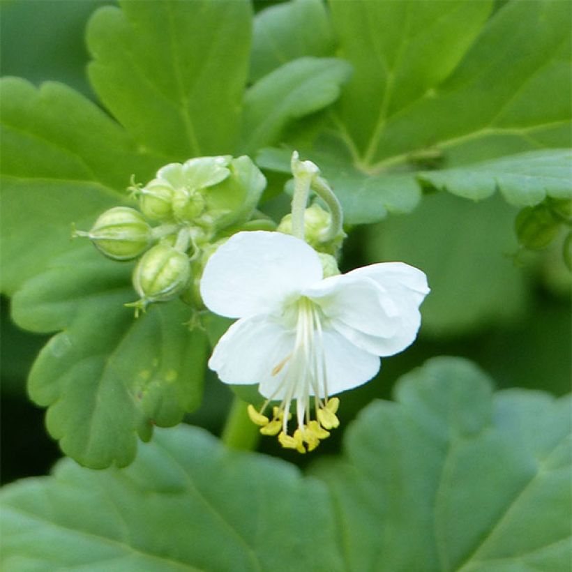 Geranium macrorrhizum White Ness - Rotsooievaarsbek (Blad)