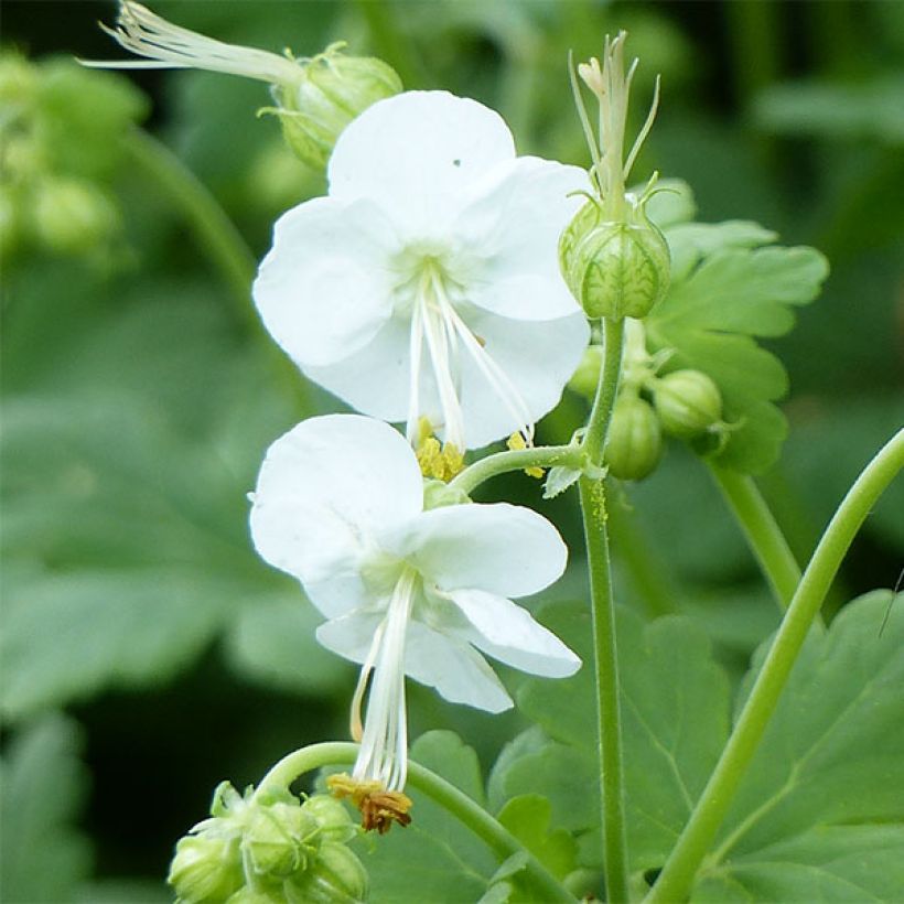 Geranium macrorrhizum White Ness - Rotsooievaarsbek (Bloei)
