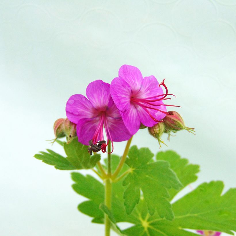 Geranium macrorrhizum - Rotsooievaarsbek (Flowering)