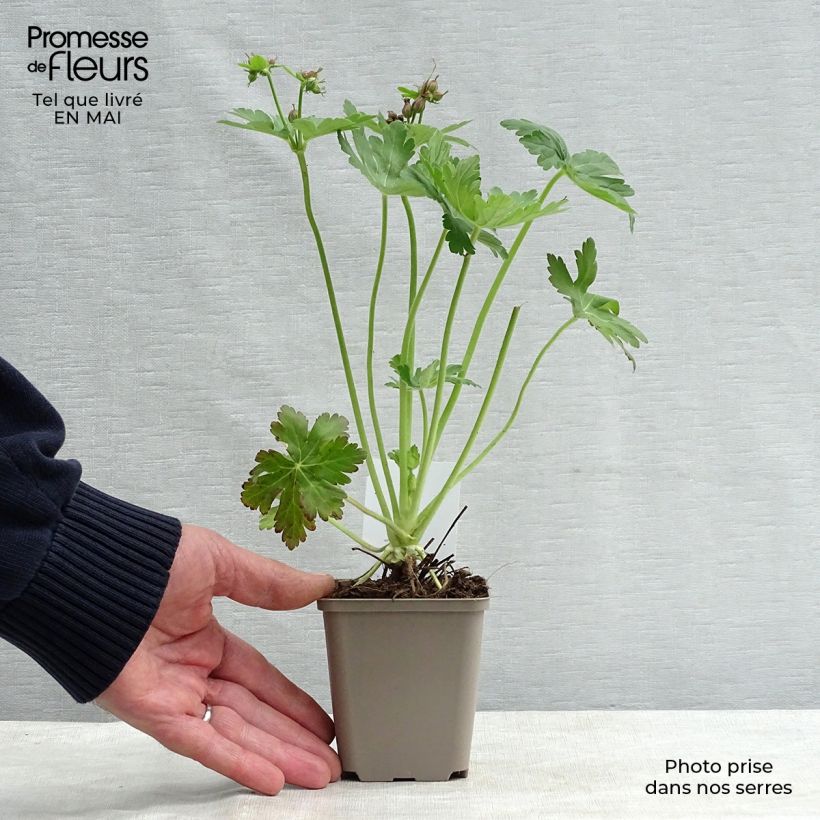Example of Geranium macrorrhizum - Rotsooievaarsbek Kweekpotje van 8/9 cm as you get in printemps