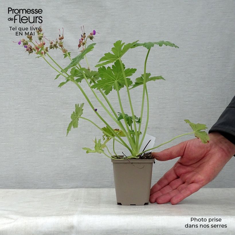 Example of Geranium macrorrhizum Bevan s Variety - Rotsooievaarsbek Kweekpotje van 8/9 cm as you get in printemps