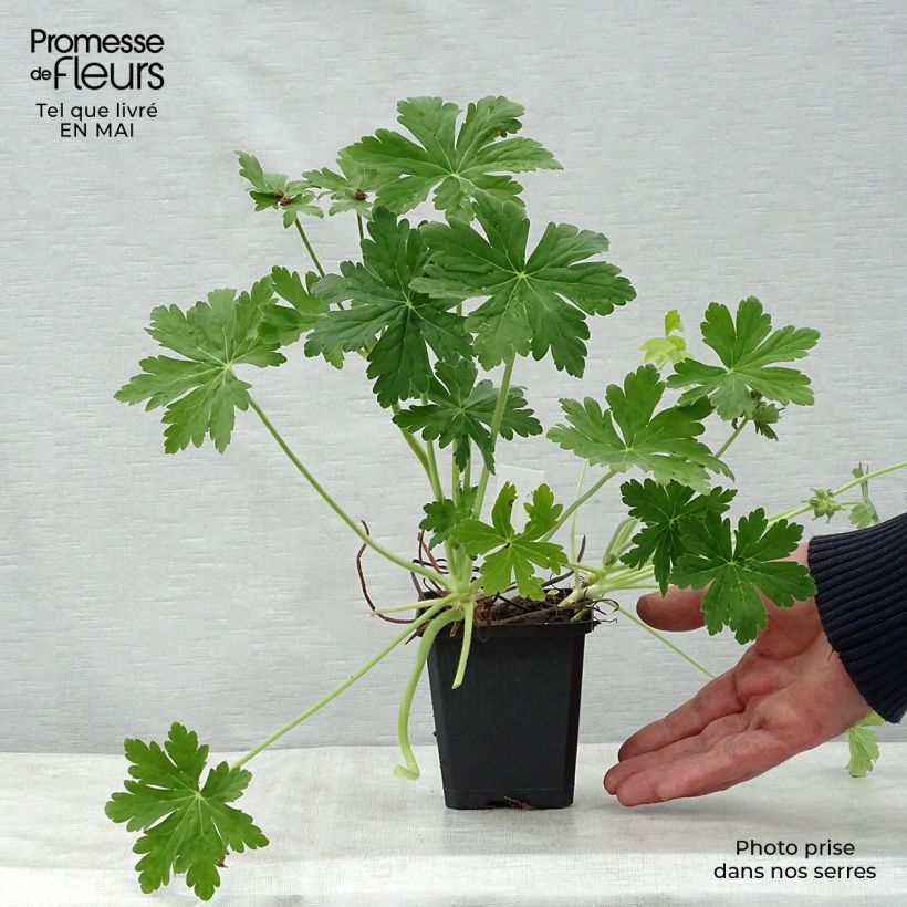 Example of Geranium macrorrhizum Czakor - Rotsooievaarsbek Kweekpotje van 8/9 cm as you get in printemps