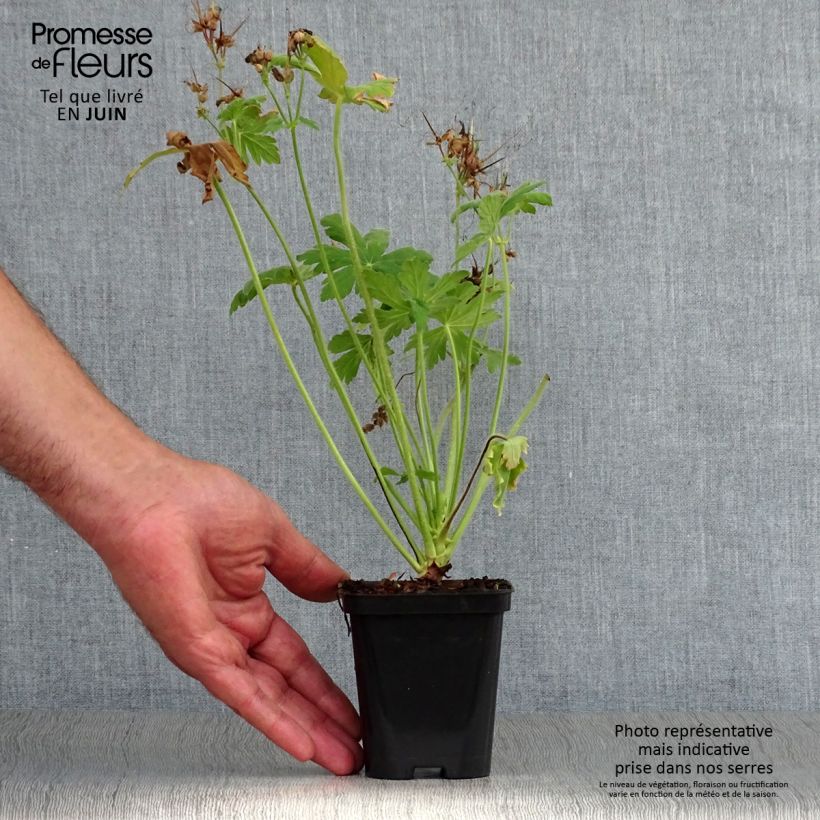 Exemplaar van Geranium macrorrhizum Czakor - Rotsooievaarsbek Kweekpotje van 8/9 cm zoals geleverd in de zomer