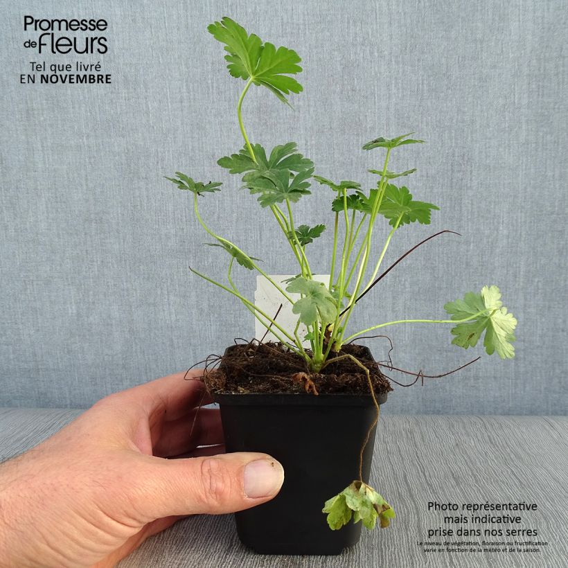 Exemplaar van Geranium macrorrhizum - Rotsooievaarsbek Kweekpotje van 8/9 cm zoals geleverd in de herfst