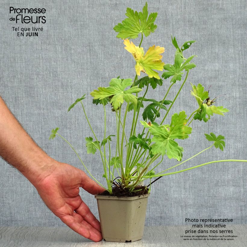 Exemplaar van Geranium macrorrhizum - Rotsooievaarsbek Kweekpotje van 8/9 cm zoals geleverd in de zomer