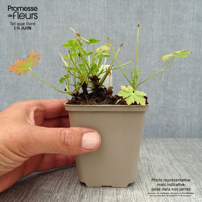 Exemplaar van Geranium macrorrhizum Olympos - Rotsooievaarsbek Kweekpotje van 8/9 cm zoals geleverd in de zomer