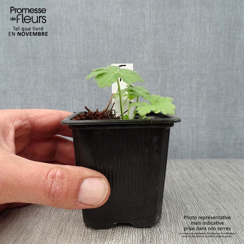 Exemplaar van Geranium macrorrhizum Spessart - Rotsooievaarsbek Kweekpotje van 8/9 cm zoals geleverd in de herfst