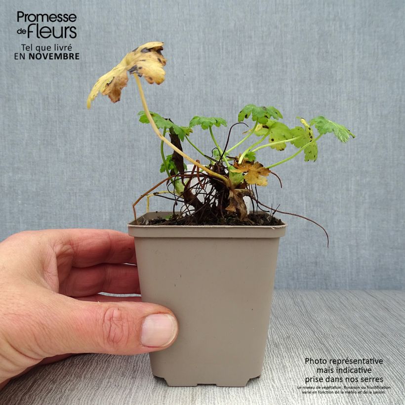 Exemplaar van Geranium macrorrhizum White Ness - Rotsooievaarsbek Kweekpotje van 8/9 cm zoals geleverd in de herfst