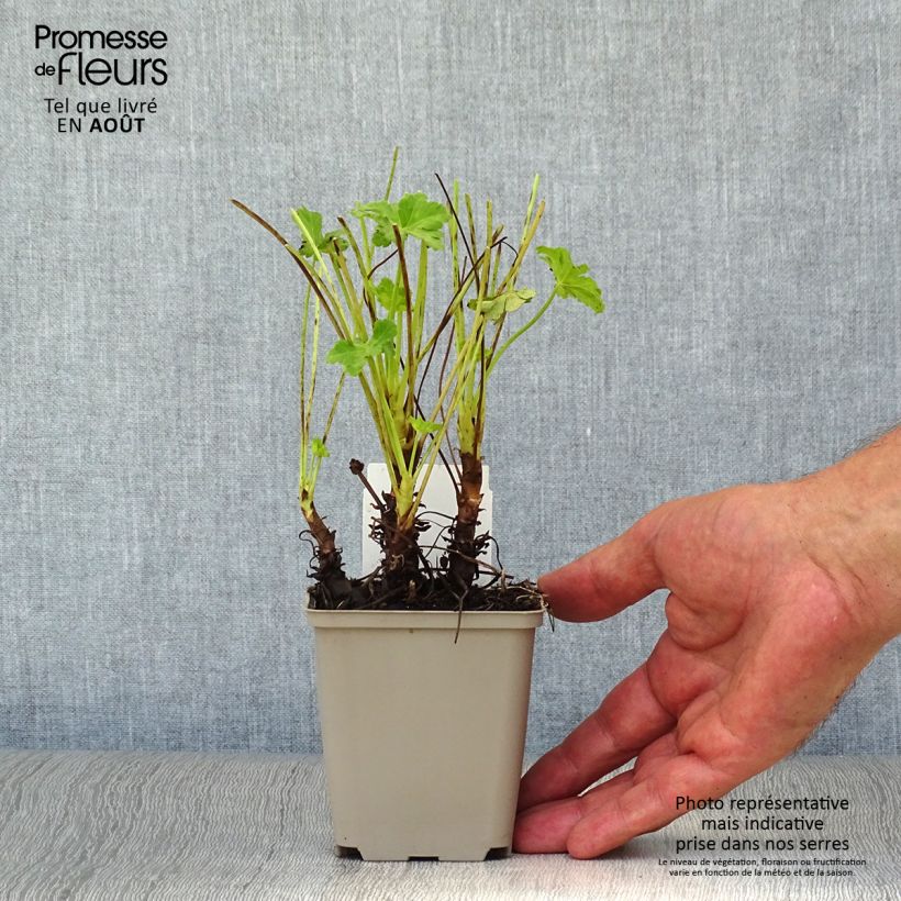 Exemplaar van Geranium macrorrhizum White Ness - Rotsooievaarsbek Kweekpotje van 8/9 cm zoals geleverd in de zomer