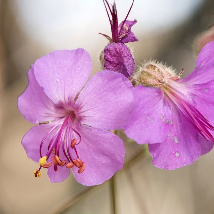 Geranium macrorrhizum - Rotsooievaarsbek (Bloei)