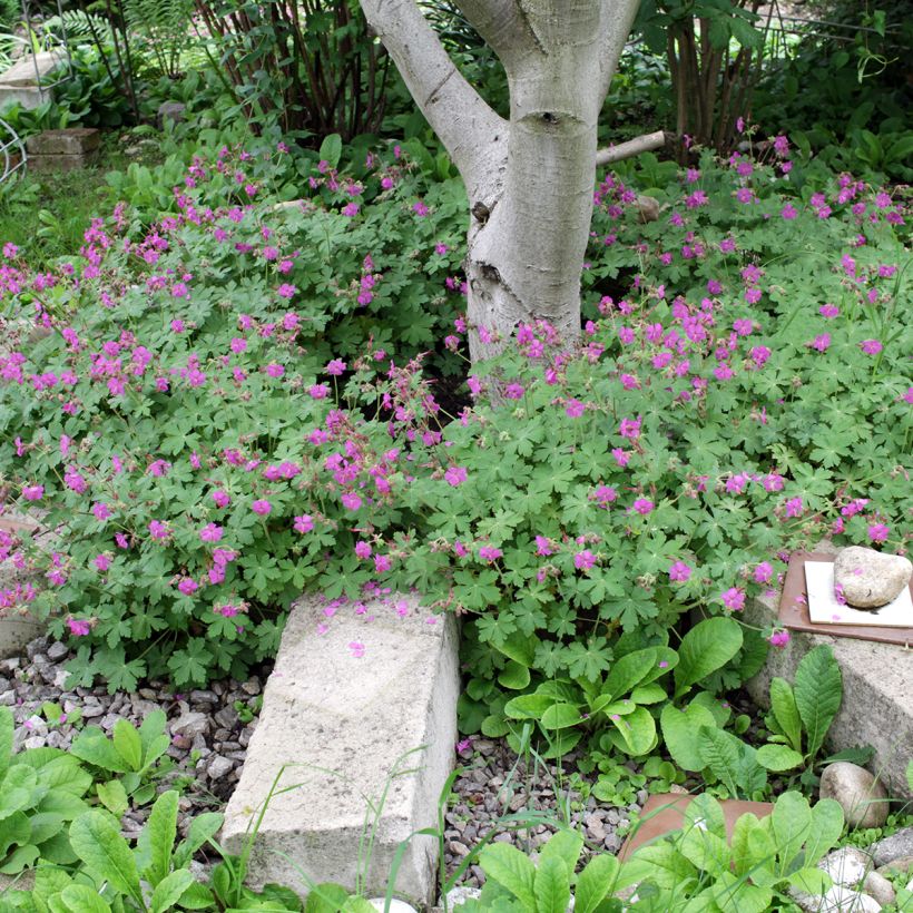 Geranium macrorrhizum - Rotsooievaarsbek (Groeiplaats)