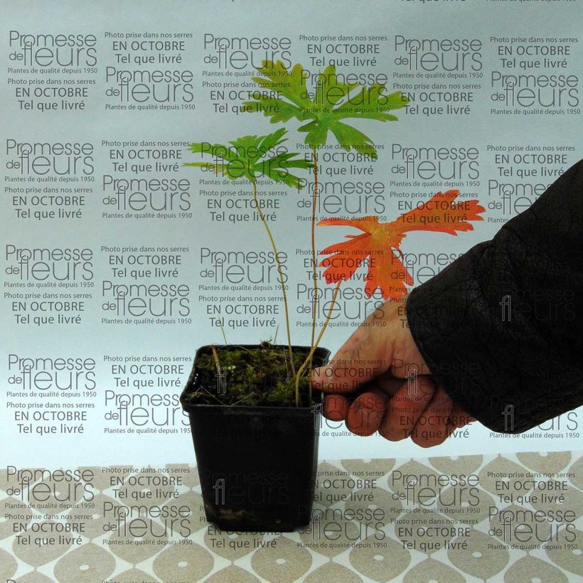 Voorbeeld van een exemplaar van Geranium maculatum - Gevlekte ooievaarsbek Kweekpotje van 8/9 cm zoals geleverd