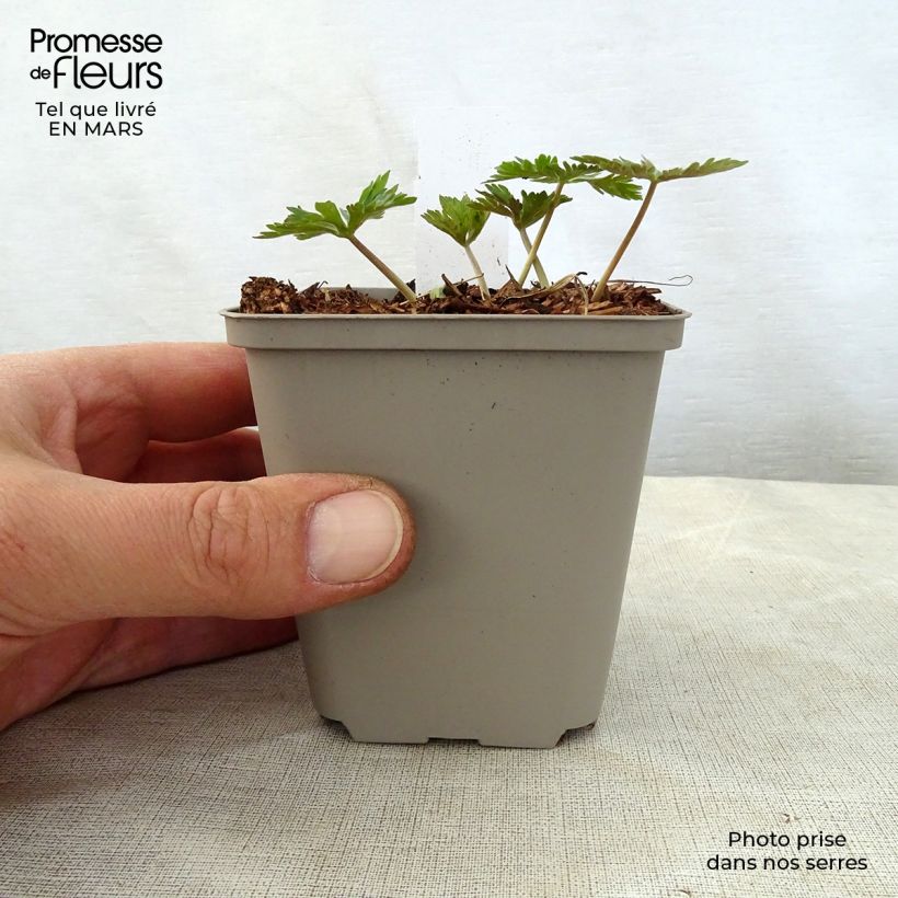 Exemplaar van Geranium maculatum Chatto - Gevlekte ooievaarsbek Kweekpotje van 8/9 cm zoals geleverd in de lente