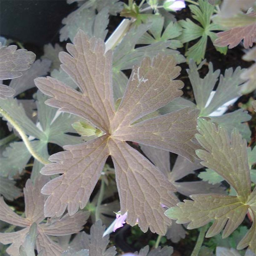 Geranium maculatum Espresso - Gevlekte ooievaarsbek (Blad)