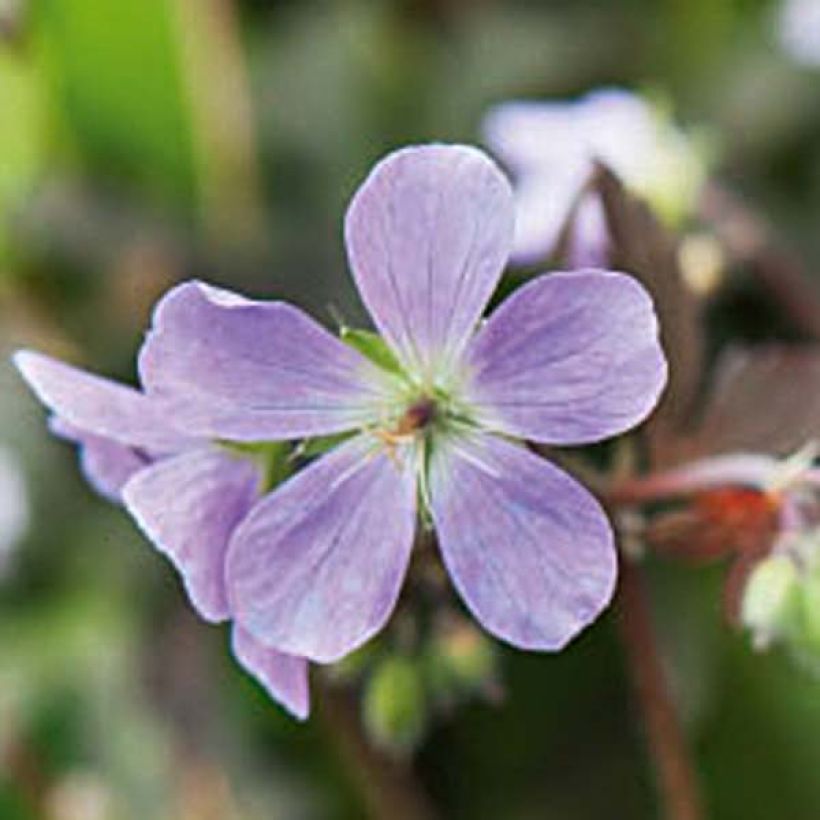 Geranium maculatum Espresso - Gevlekte ooievaarsbek (Bloei)