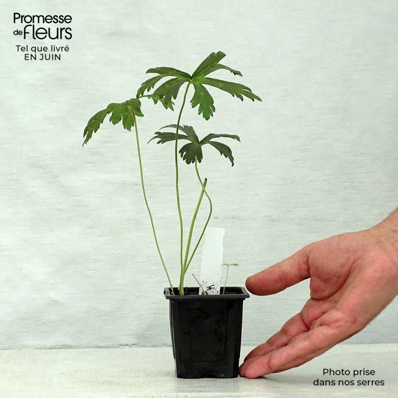 Exemplaar van Geranium maculatum Espresso - Gevlekte ooievaarsbek Kweekpotje van 8/9 cm zoals geleverd in de zomer