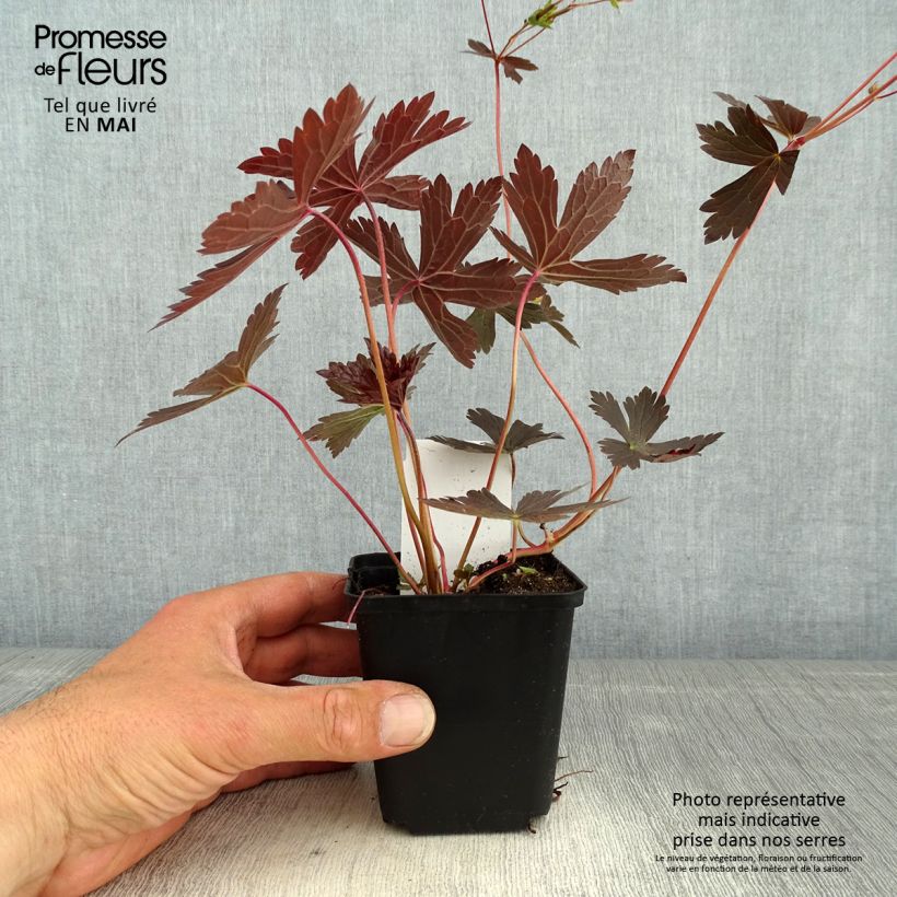 Exemplaar van Geranium maculatum Stormy Night - Gevlekte ooievaarsbek Kweekpotje van 8/9 cm zoals geleverd in de lente