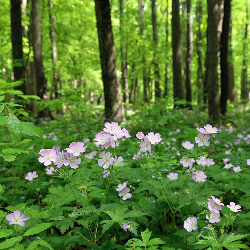 Geranium maculatum - Gevlekte ooievaarsbek (Groeiplaats)