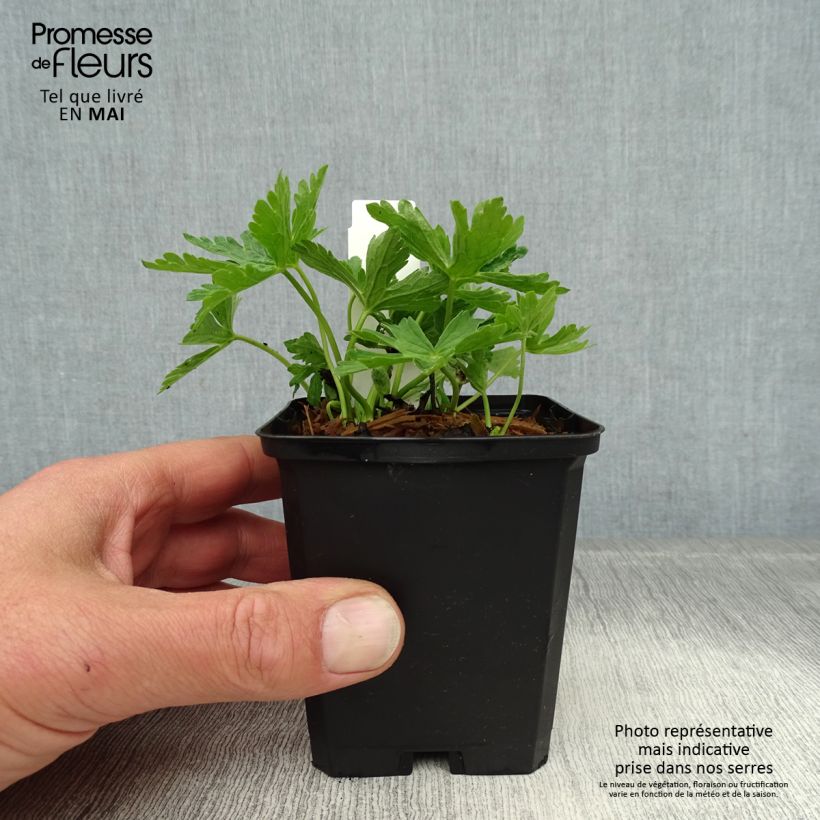 Exemplaar van Geranium maculatum var. album - Gevlekte ooievaarsbek Kweekpotje van 8/9 cm zoals geleverd in de lente