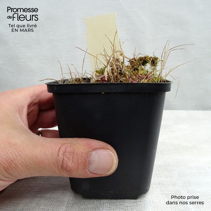 Exemplaar van Geranium maculatum Vickie Lynn - Gevlekte ooievaarsbek Kweekpotje van 8/9 cm zoals geleverd in de lente