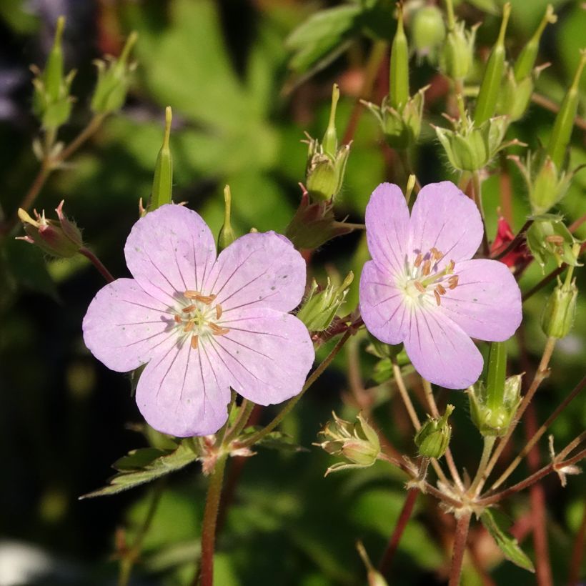 Geranium maculatum Vickie Lynn - Gevlekte ooievaarsbek (Bloei)