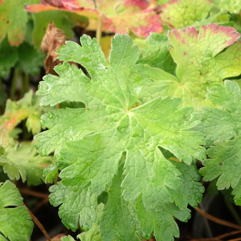 Geranium magnificum Blue Blood - Ooievaarsbek (Blad)