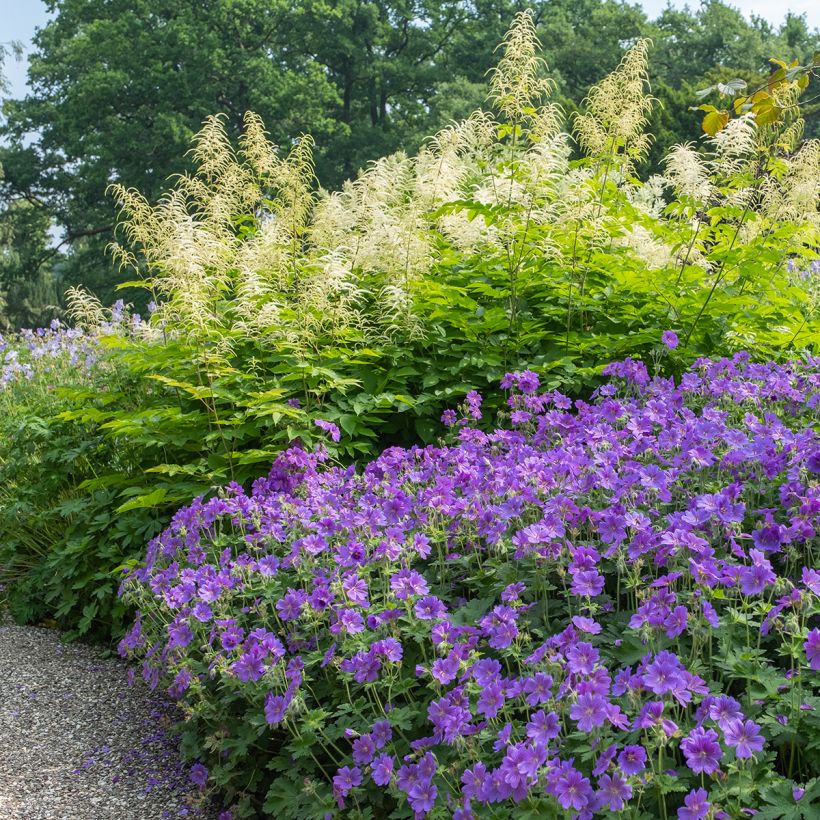 Geranium magnificum Rosemoor - Ooievaarsbek (Groeiplaats)