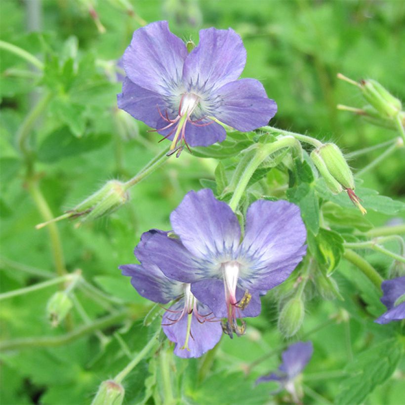 Geranium monacense Anglicum - Ooievaarsbek (Bloei)