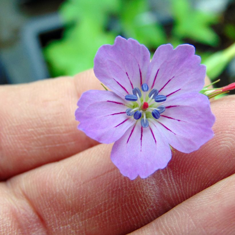 Geranium nodosum - Ooievaarsbek (Bloei)