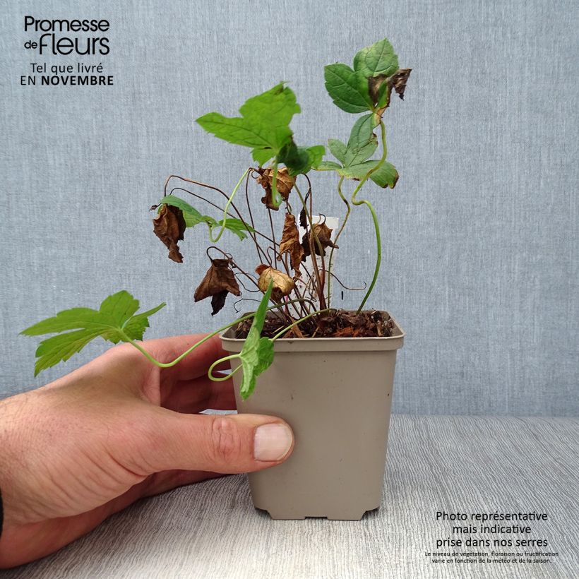 Exemplaar van Geranium nodosum Clos du Coudray - Ooievaarsbek Kweekpotje van 8/9 cm zoals geleverd in de herfst