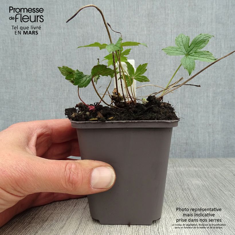 Exemplaar van Geranium nodosum Clos du Coudray - Ooievaarsbek Kweekpotje van 8/9 cm zoals geleverd in de lente