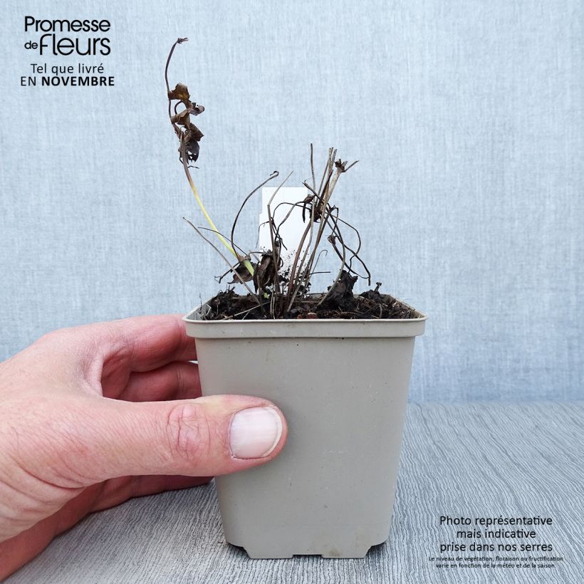 Exemplaar van Geranium nodosum Silverwood - Ooievaarsbek Kweekpotje van 8/9 cm zoals geleverd in de herfst
