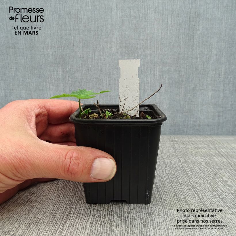 Exemplaar van Geranium nodosum Silverwood - Ooievaarsbek Kweekpotje van 8/9 cm zoals geleverd in de lente