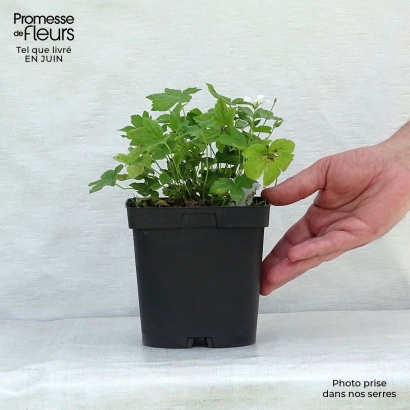 Exemplaar van Geranium nodosum Silverwood - Ooievaarsbek Pot van 2 l/3 l zoals geleverd in de zomer