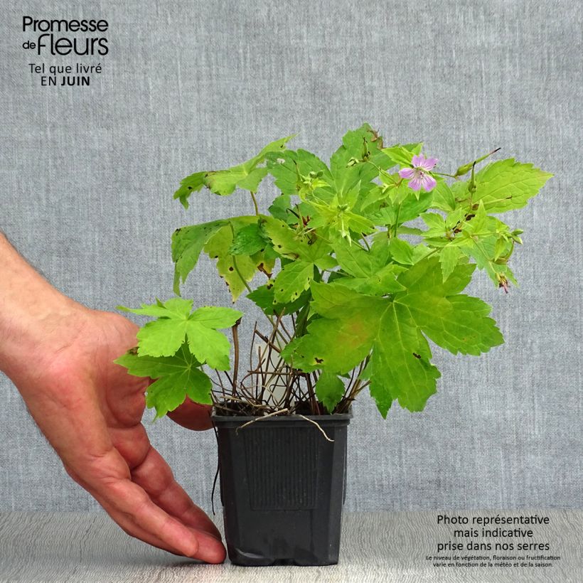 Exemplaar van Geranium nodosum - Ooievaarsbek Kweekpotje van 8/9 cm zoals geleverd in de zomer