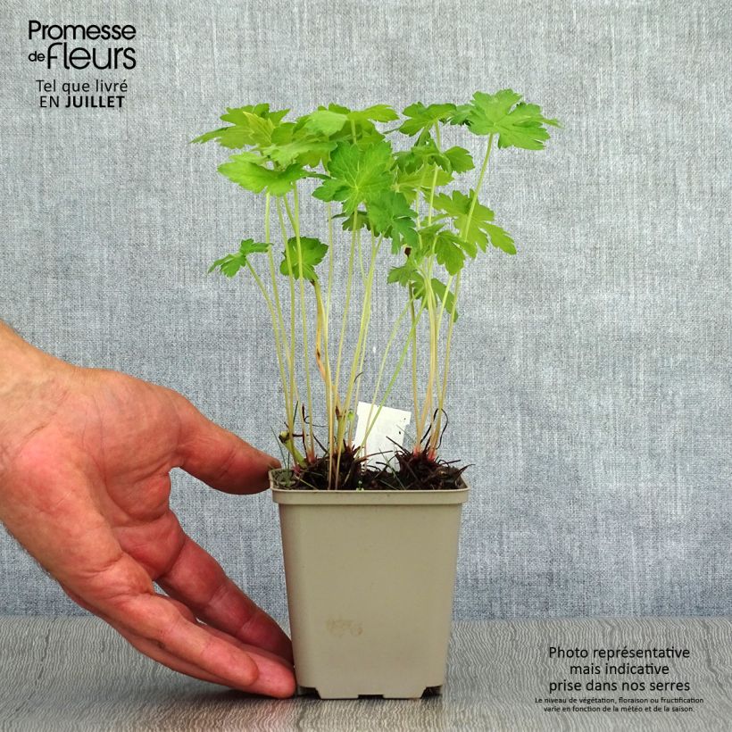 Exemplaar van Geranium oxonianum Hollywood - Ooievaarsbek Kweekpotje van 8/9 cm zoals geleverd in de zomer