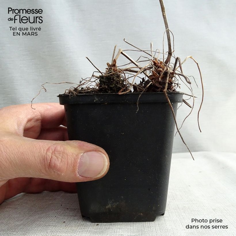 Exemplaar van Geranium oxonianum Katherine Adele - Ooievaarsbek Kweekpotje van 8/9 cm zoals geleverd in de lente