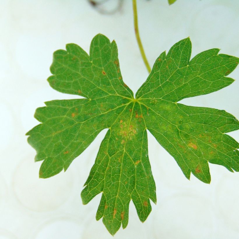 Geranium oxonianum Rosenlicht - Ooievaarsbek (Blad)