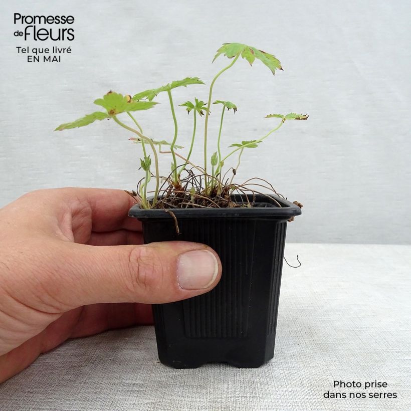 Exemplaar van Geranium oxonianum Rosenlicht - Ooievaarsbek Kweekpotje van 8/9 cm zoals geleverd in de lente