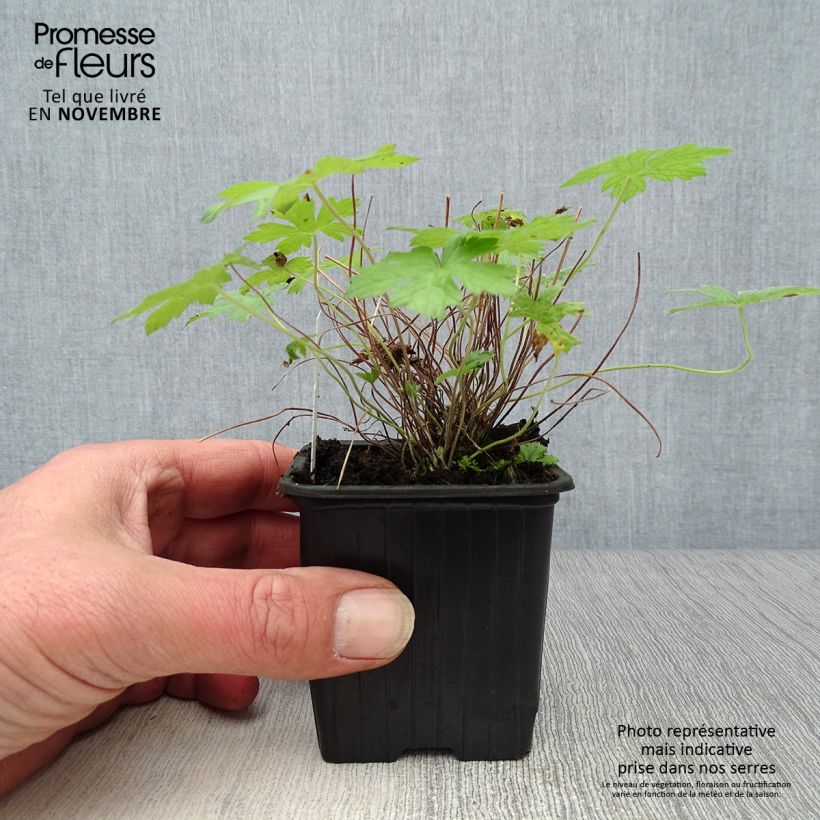 Exemplaar van Geranium oxonianum Rosenlicht - Ooievaarsbek Kweekpotje van 8/9 cm zoals geleverd in de herfst
